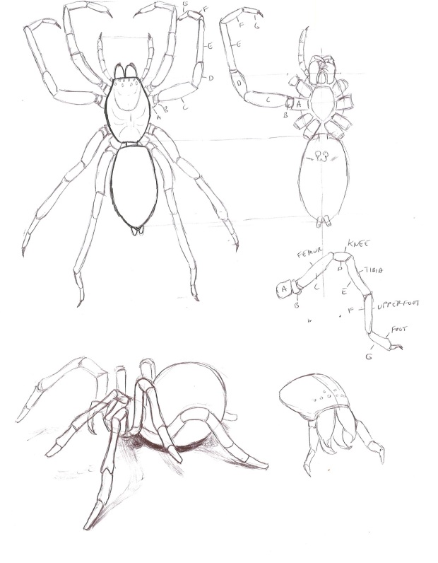 Some spider studies in preparation for my next creature design (excited!)